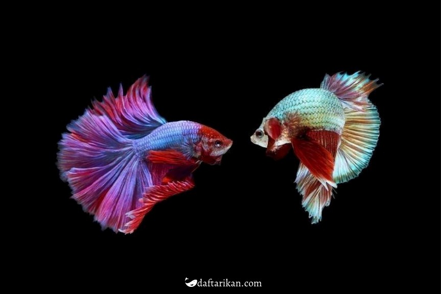 Gambar Cara Ternak Ikan Cupang