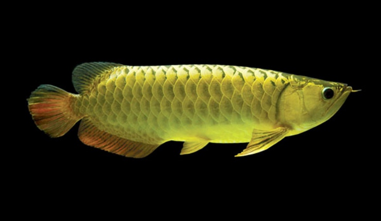 Gambar Ciri Ikan Arwana Golden Pino 