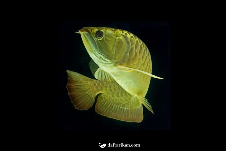 Gambar Ikan Arwana Golden Pino