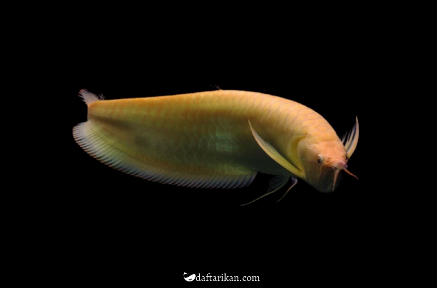 Gambar Ikan Arwana Silver