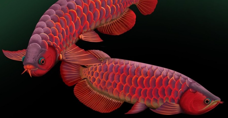 Gambar  Ikan Arwana Super Red Termahal