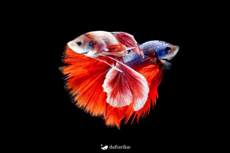 Gambar Ikan Cupang Terbesar dan Tercantik di Dunia, Penasaran