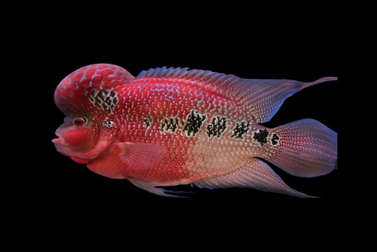 Gambar Ikan Louhan Cencu