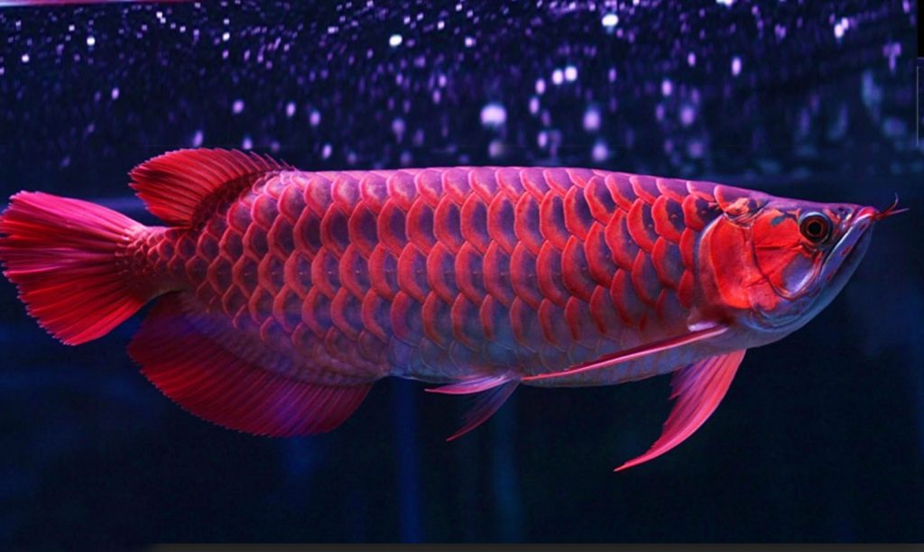 Gambar Makanan Ikan Arwana Golden Red Anakan