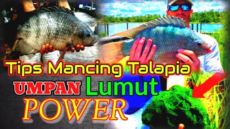 Umpan Ikan Talapia