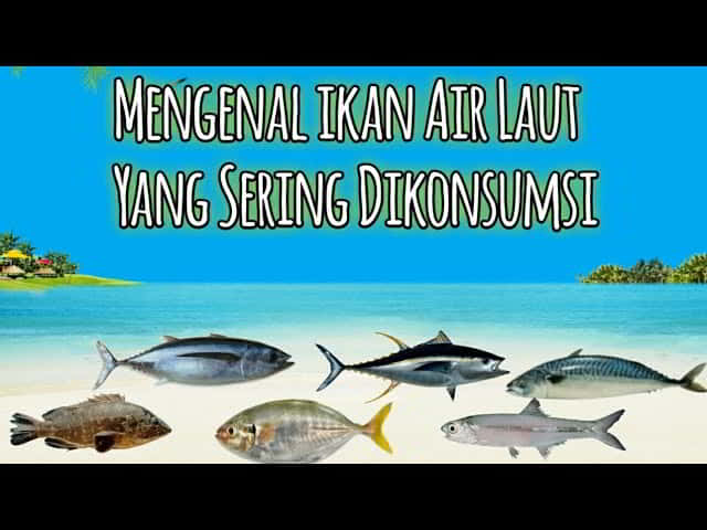 √ Kenali Nama Jenis Ikan Laut Malaysia – Daftarikan.com
