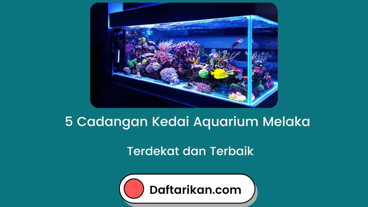 Kedai Aquarium Melaka Terdekat dan Terbaik