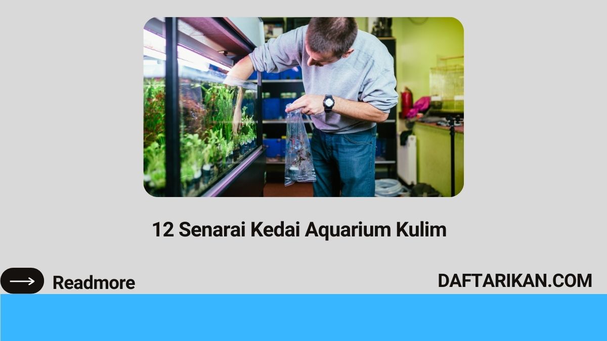 12 Senarai Kedai Aquarium Kulim