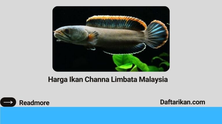 Harga Ikan Channa Limbata Malaysia