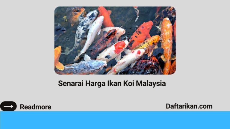 Senarai Harga Ikan Koi Malaysia