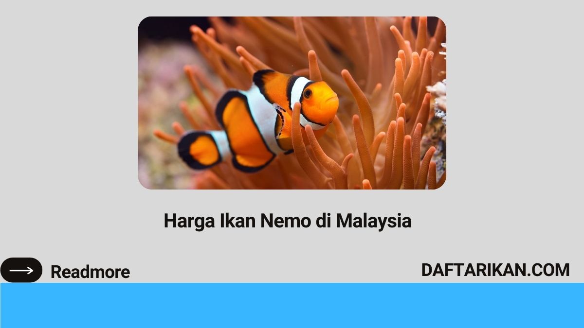 Harga Ikan Nemo di Malaysia