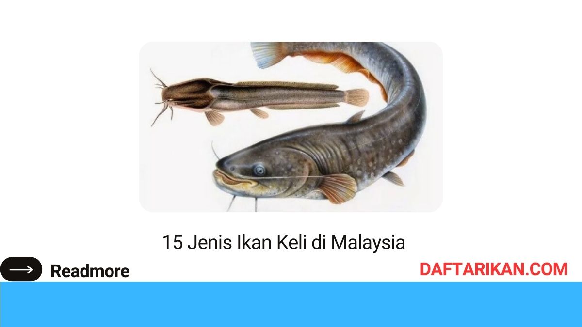 Jenis Ikan Keli di Malaysia